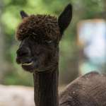 A black alpaca with a recent haircut chews a snack.