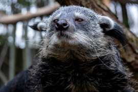 closeup of a binturong