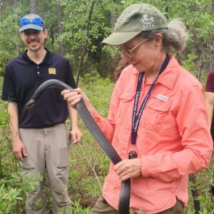 Eastern indigo snake release day 3 An eastern indigo snake is released into the wild.