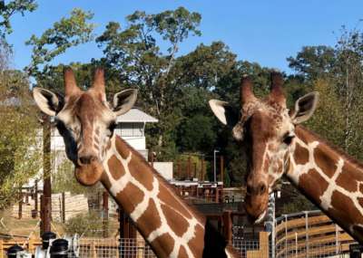 Two giraffe with the elephant center in the background.