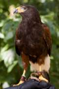 A Harris's hawk sitting on a glove