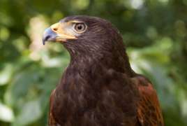 Harris hawk