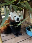 close up of a red panda