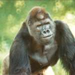 a close up photo of Ivan the gorilla