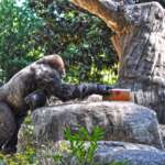 Ivan the gorilla reaches for a sign that reads "I love Ivan"