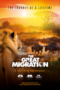 a lion looking at a herd of wildebeest