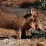 a warthog drinks water