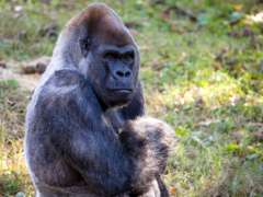 Gorilla Ozzie
