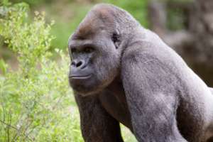 Wester lowland gorilla