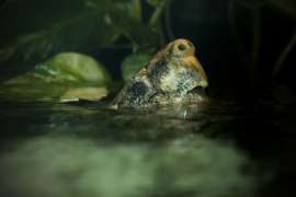 alligator snapping turtle breaching water