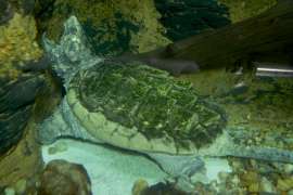 alligator snapping turtle with mouth wide open