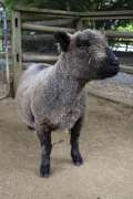 babydoll south down sheep standing in contact yard