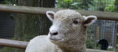 babydoll south down sheep close up