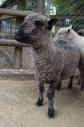 babydoll south down sheep stands in contact yard