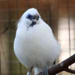 Bird Exhibit photo