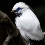 Bird Exhibit photo