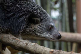 closeup of a bintarong