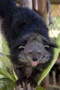 Binturong Timber on a log in her zoo habitat.