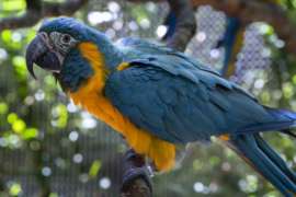 blue-throated macaw facing towards the left