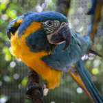 blue-throated macaw looking at the camera facing right