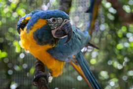blue-throated macaw looking at the camera facing right