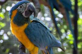 A blue-and-gold macaw sits on a branch in its zoo habitat.