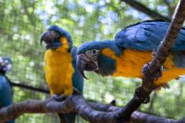 A blue-throated macaw slumped over with his claws wrapped around a tree branch