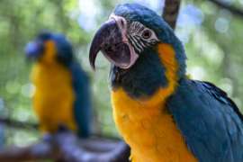 blue-throated macaw with another one in the background blurred