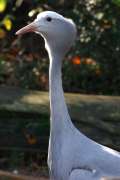 Male blue crane stands with the sun behind it.