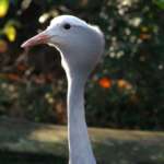 Male blue crane stands with the sun behind it.