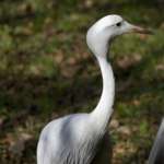 Female blue crane