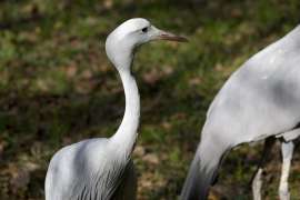 Female blue crane