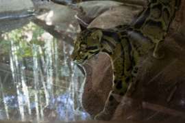 A clouded leopard walks in its habitat.