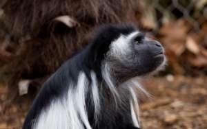 Angolan colobus monkey