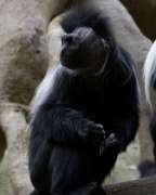 close up of black and white colobus monkey
