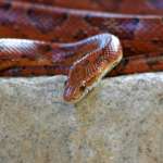 An orange corn snake