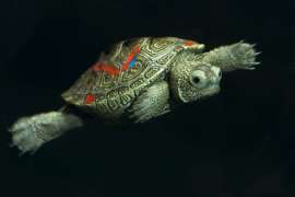 diamondback terrapin swimming in water