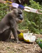 drill interacting with some enrichment items