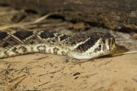 An eastern diamondback rattlesnake
