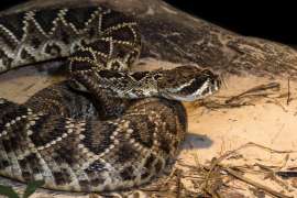 An eastern diamondback rattlesnake sits alert, rattling its tail.
