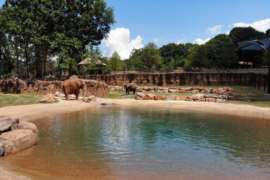 Pond in front of elephants in African Savanna
