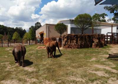 Two elephants facing the Zambezi Center and waterfall