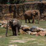 Two elephants in African Savanna
