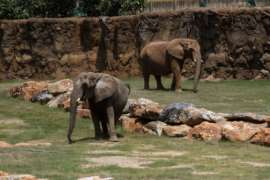 Two elephants in African Savanna
