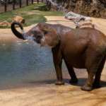 Elephant Kelly splashes water from a pond on herself with her trunk.