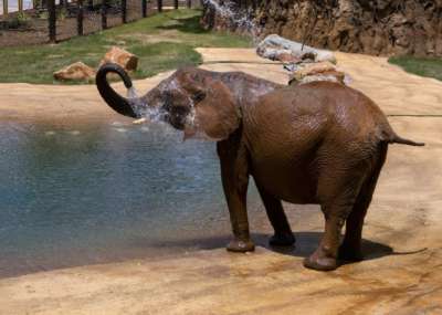 Elephant Kelly splashes water from a pond on herself with her trunk.