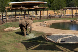an elephant in its outdoor habitat