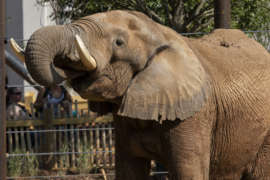 a close up of an elephant