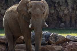 African elephant with rocks and grass