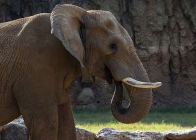 Profile photo of Msholo